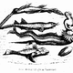 Illustration for article titled A Gorgeous Dissection of Mermaid Anatomy
